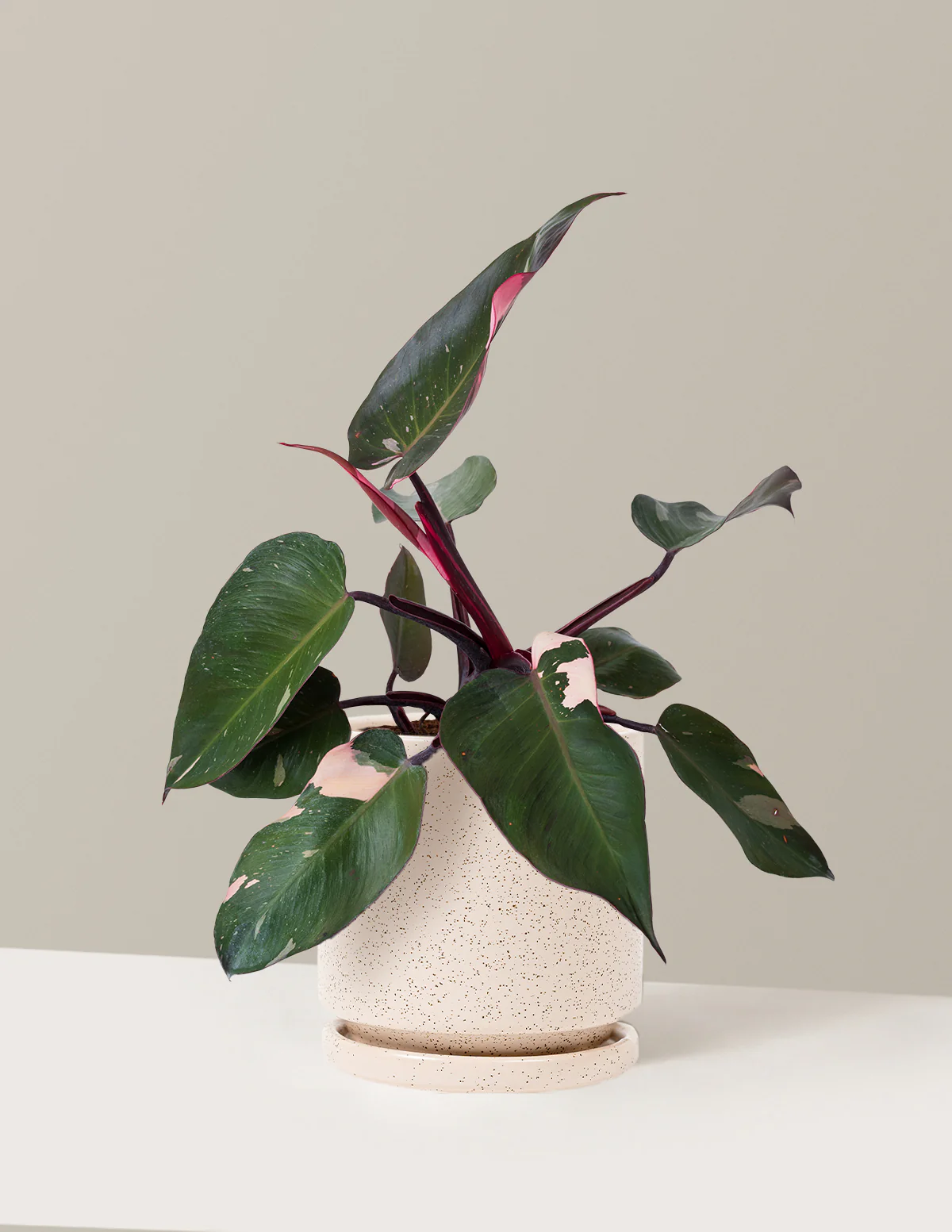 Philodendron Pink Princess - Image 7