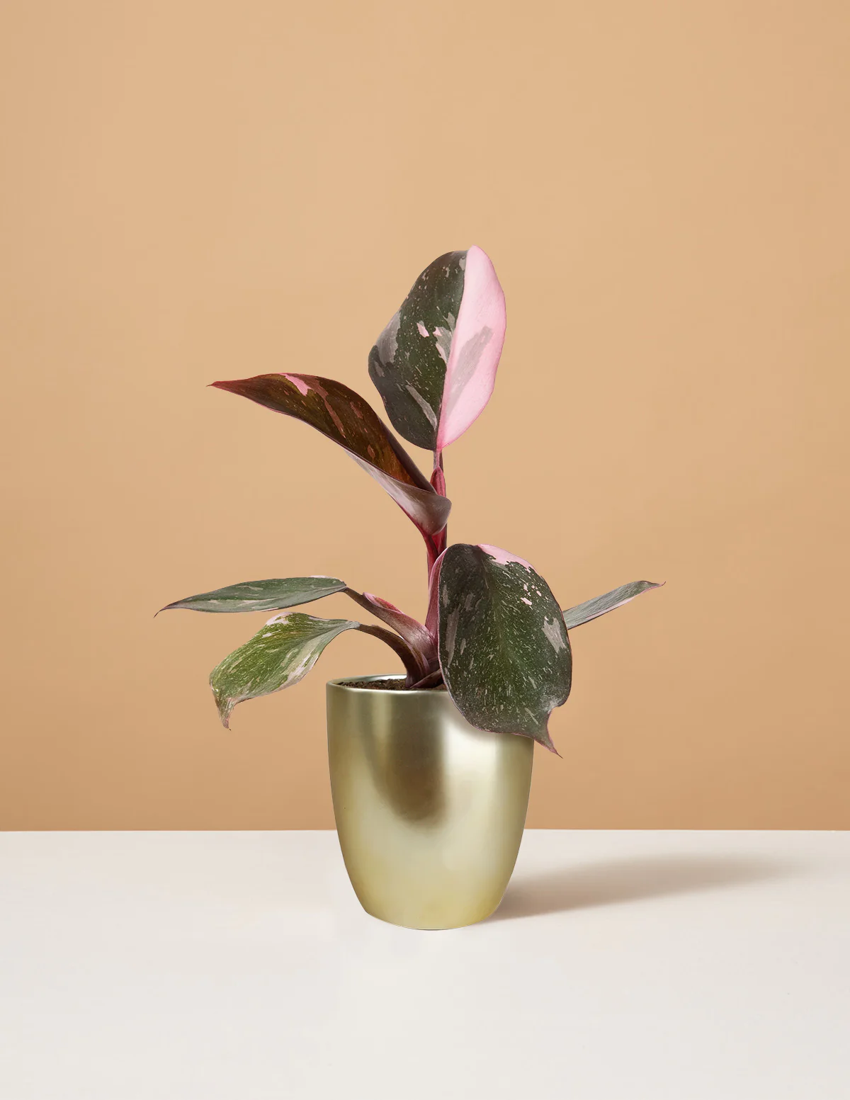 Philodendron Pink Princess - Image 8