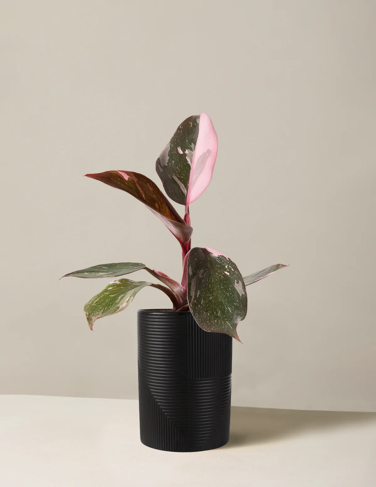 Philodendron Pink Princess - Image 9