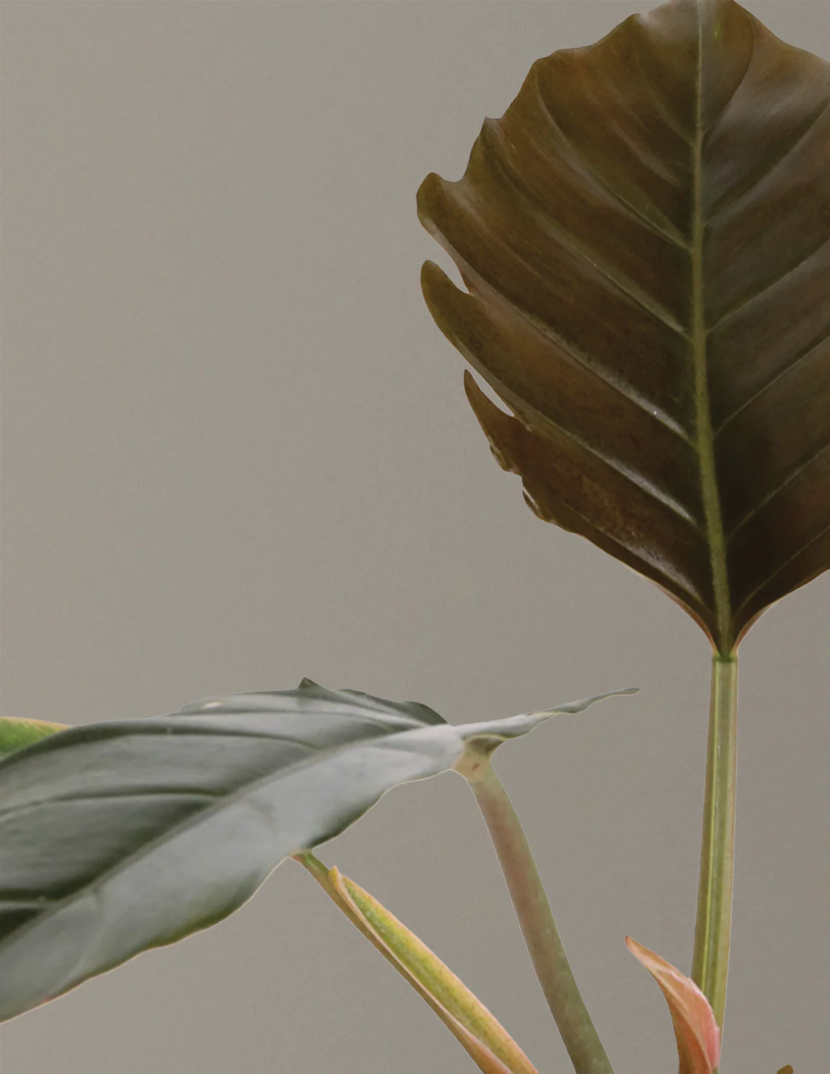 Philodendron Pluto - Image 3