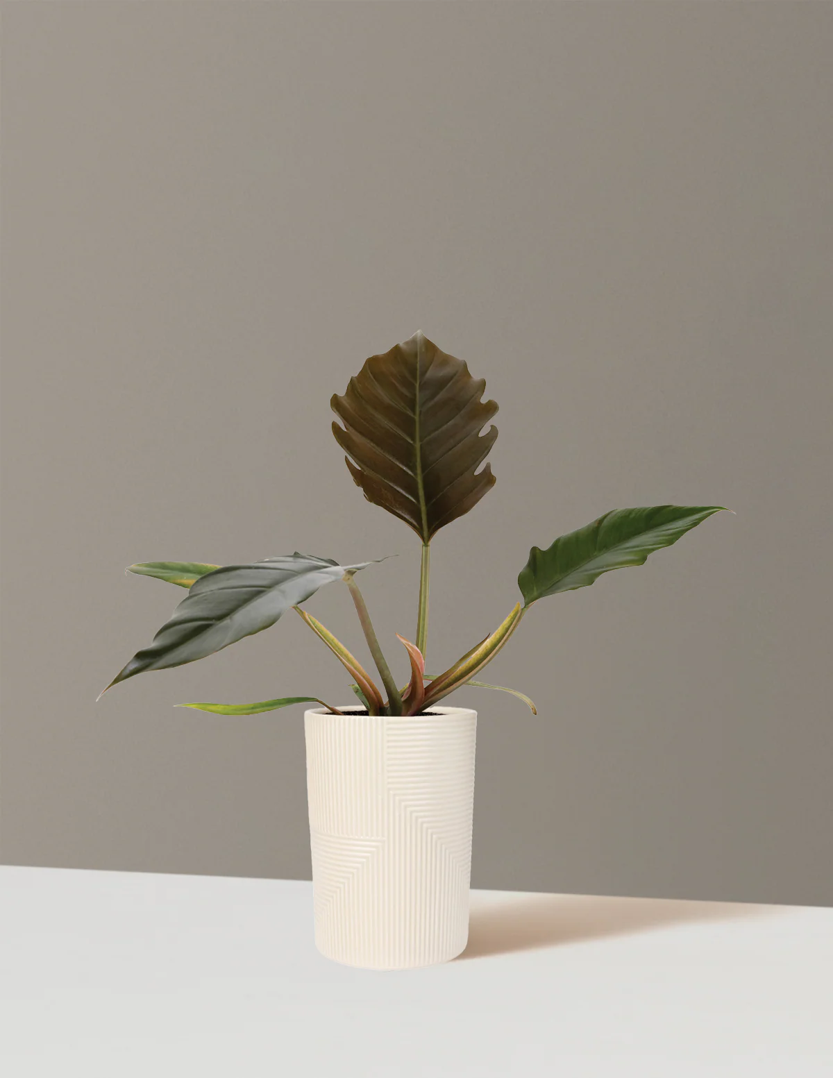 Philodendron Pluto - Image 4
