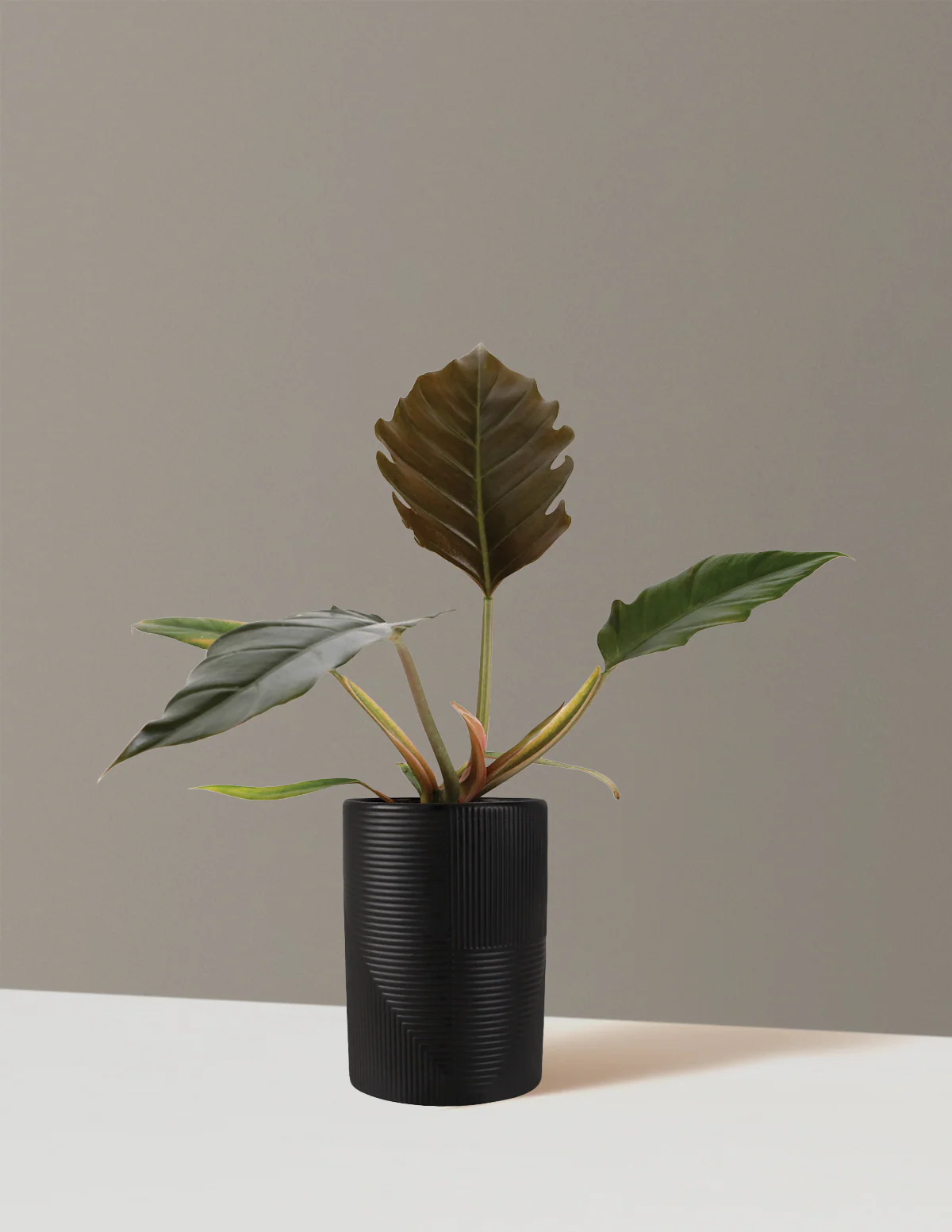 Philodendron Pluto - Image 5
