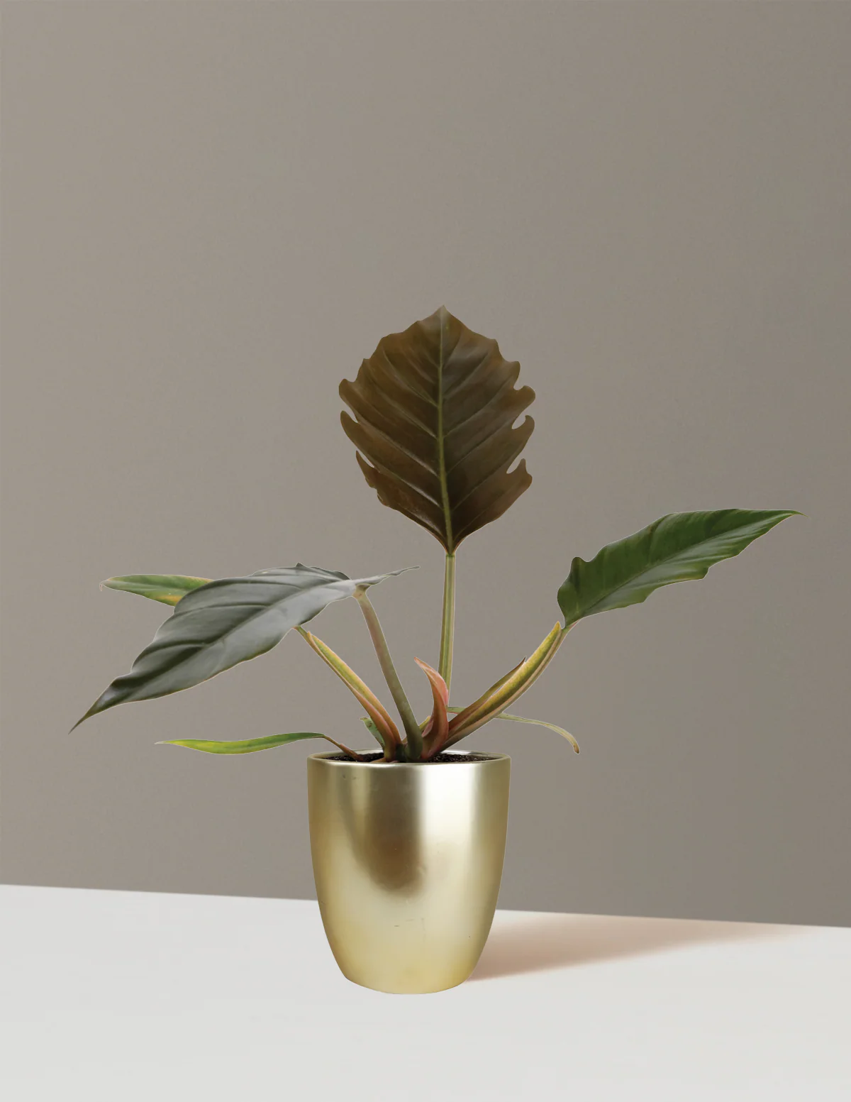 Philodendron Pluto - Image 6
