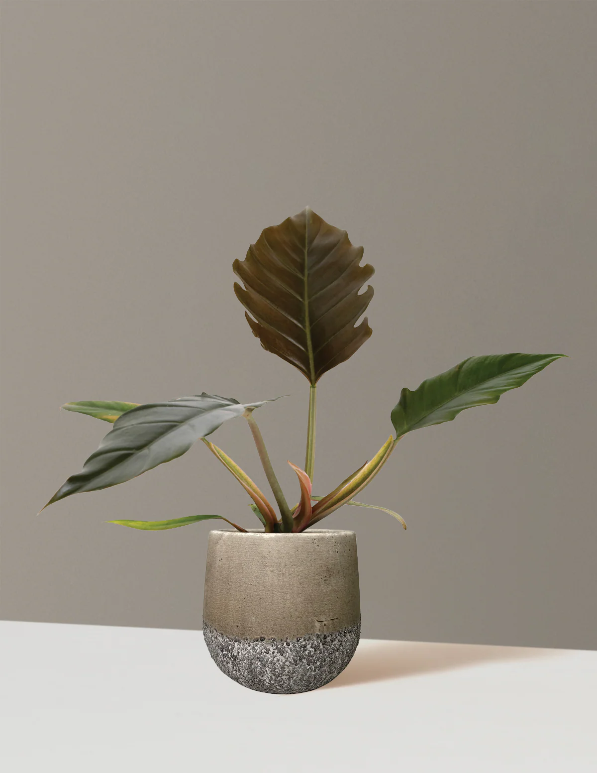 Philodendron Pluto - Image 7