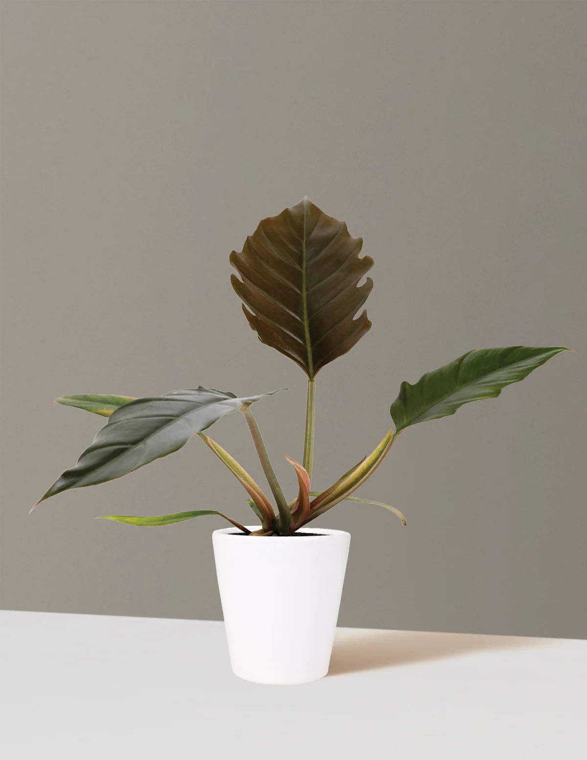 Philodendron Pluto - Image 8
