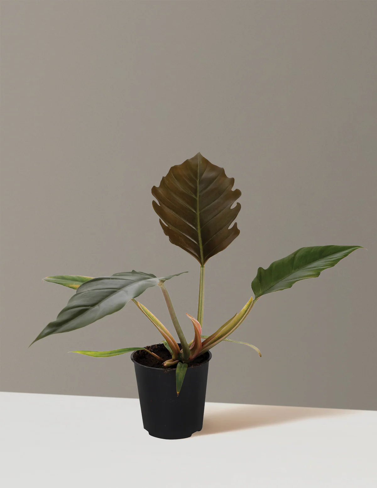 Philodendron Pluto - Image 9
