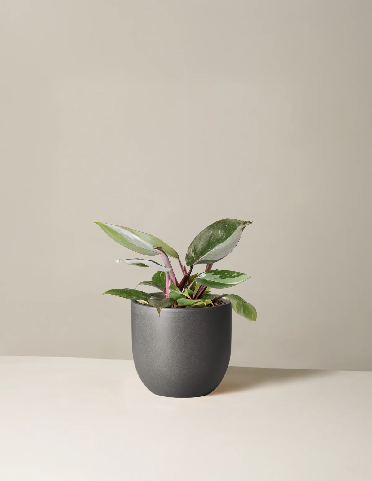 Philodendron Red Anderson - Image 2