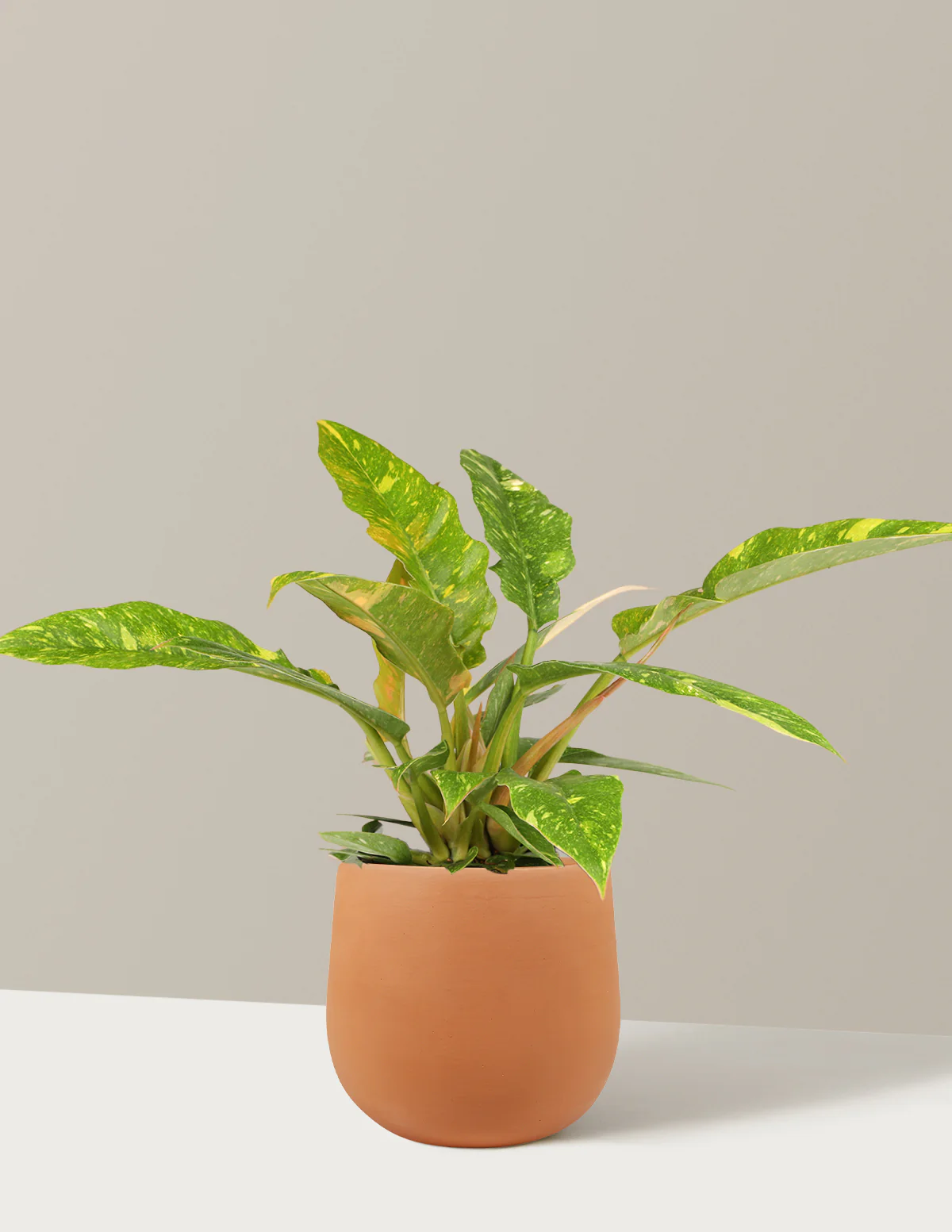 Philodendron Ring of Fire