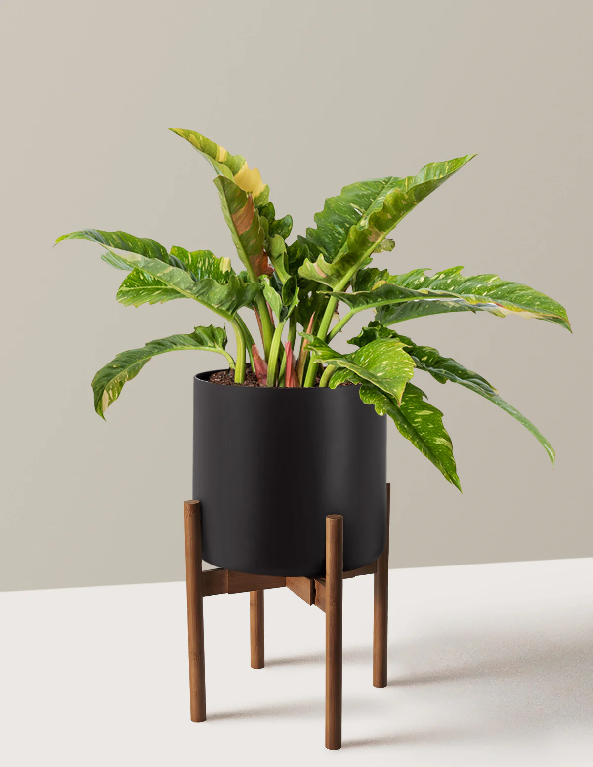Philodendron Ring of Fire - Image 15