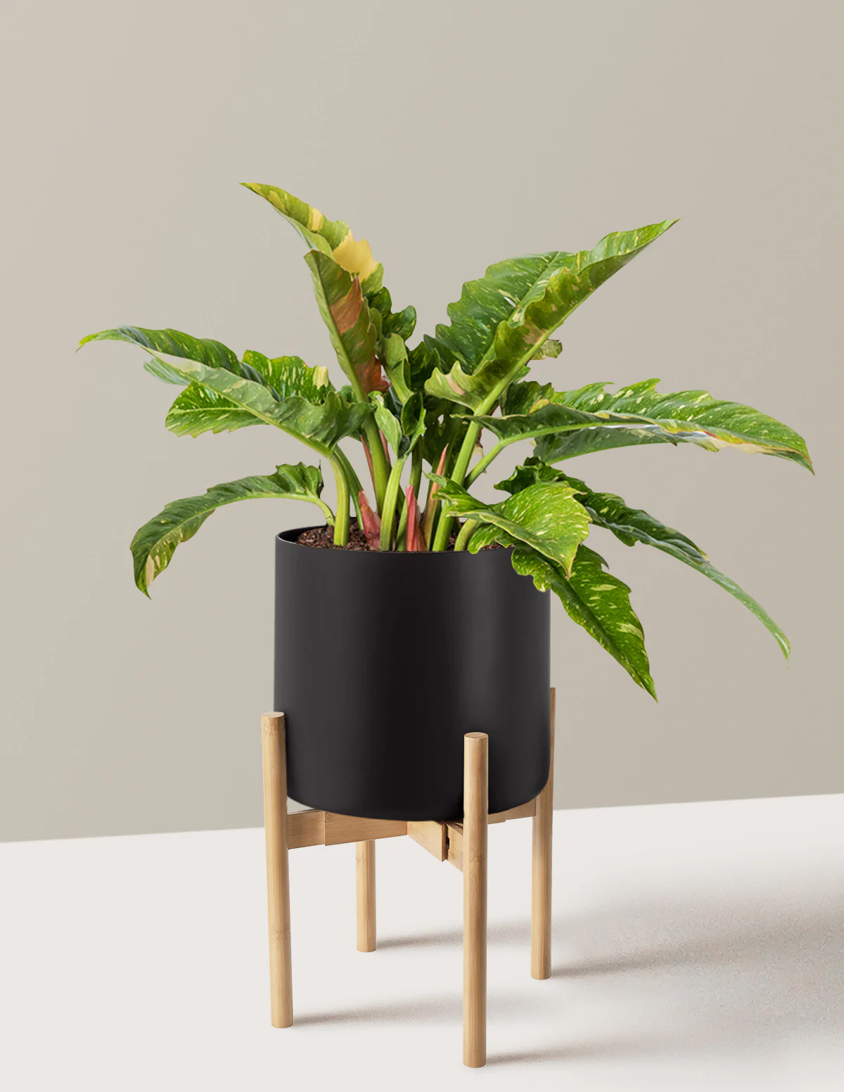Philodendron Ring of Fire - Image 16