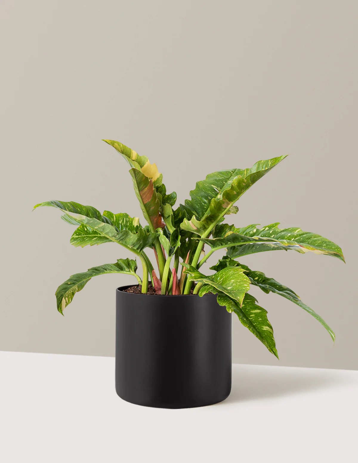 Philodendron Ring of Fire - Image 17