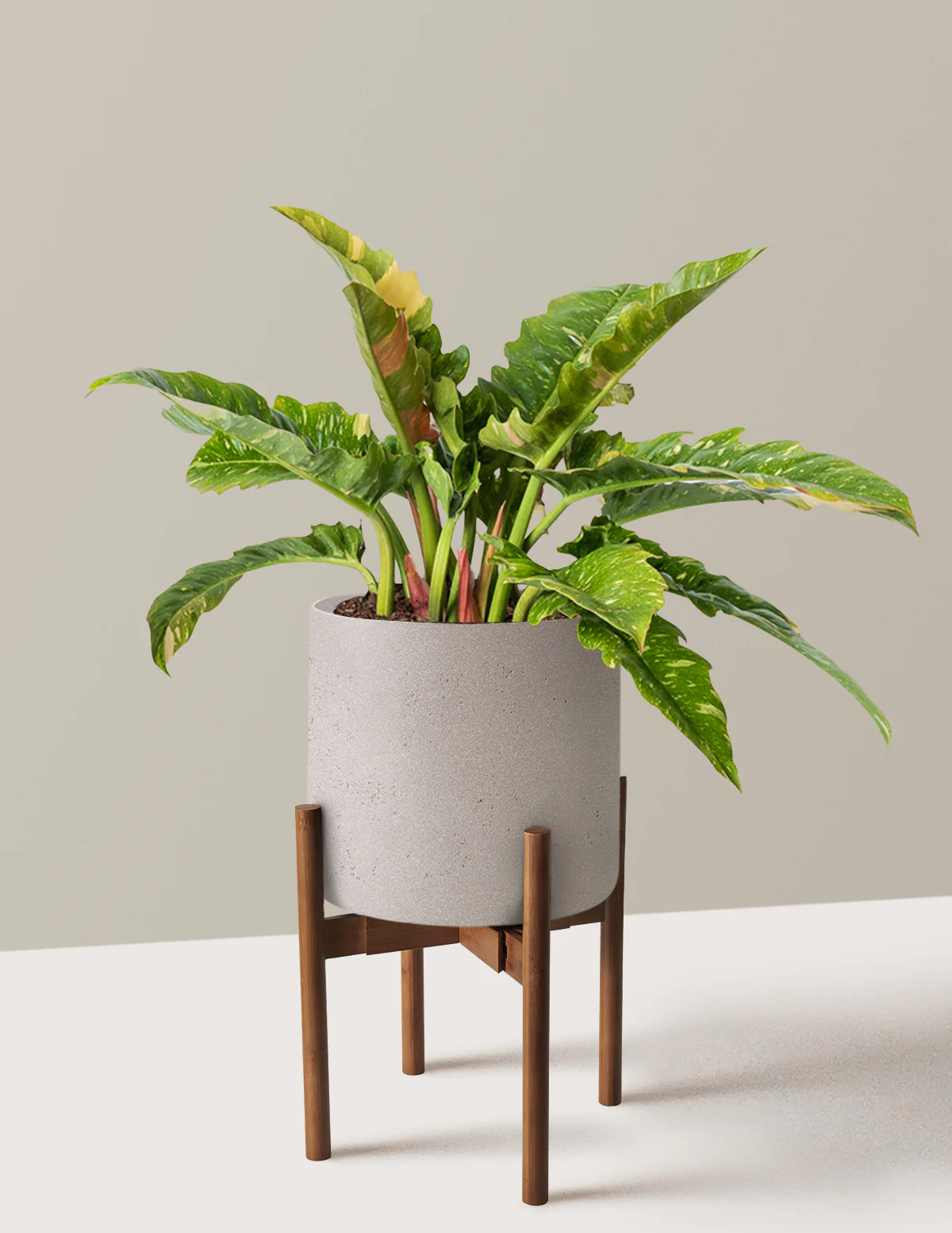 Philodendron Ring of Fire - Image 18