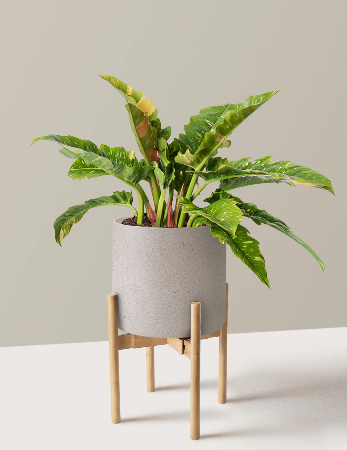 Philodendron Ring of Fire - Image 19