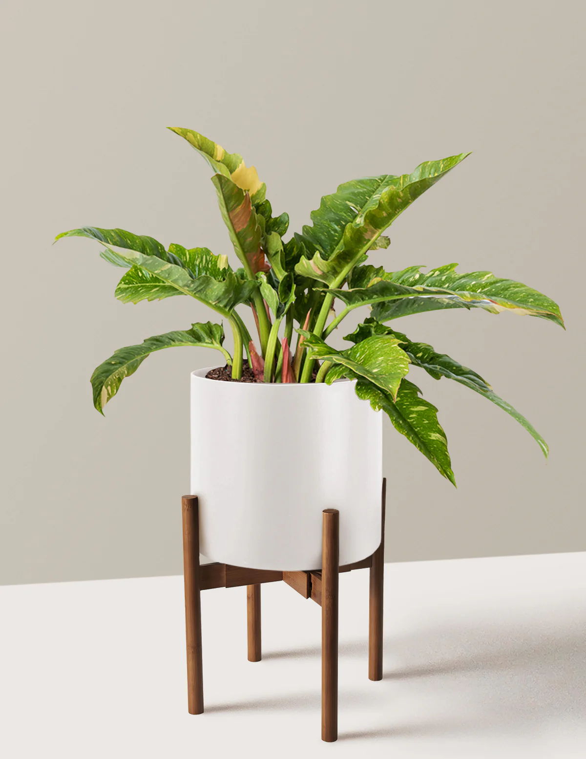 Philodendron Ring of Fire - Image 21