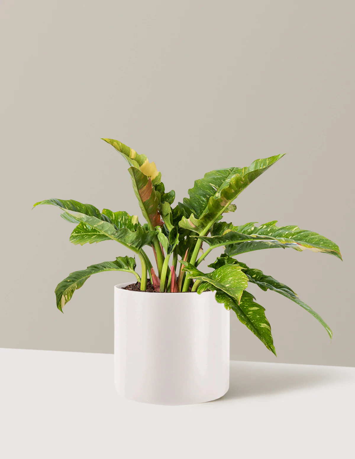 Philodendron Ring of Fire - Image 23
