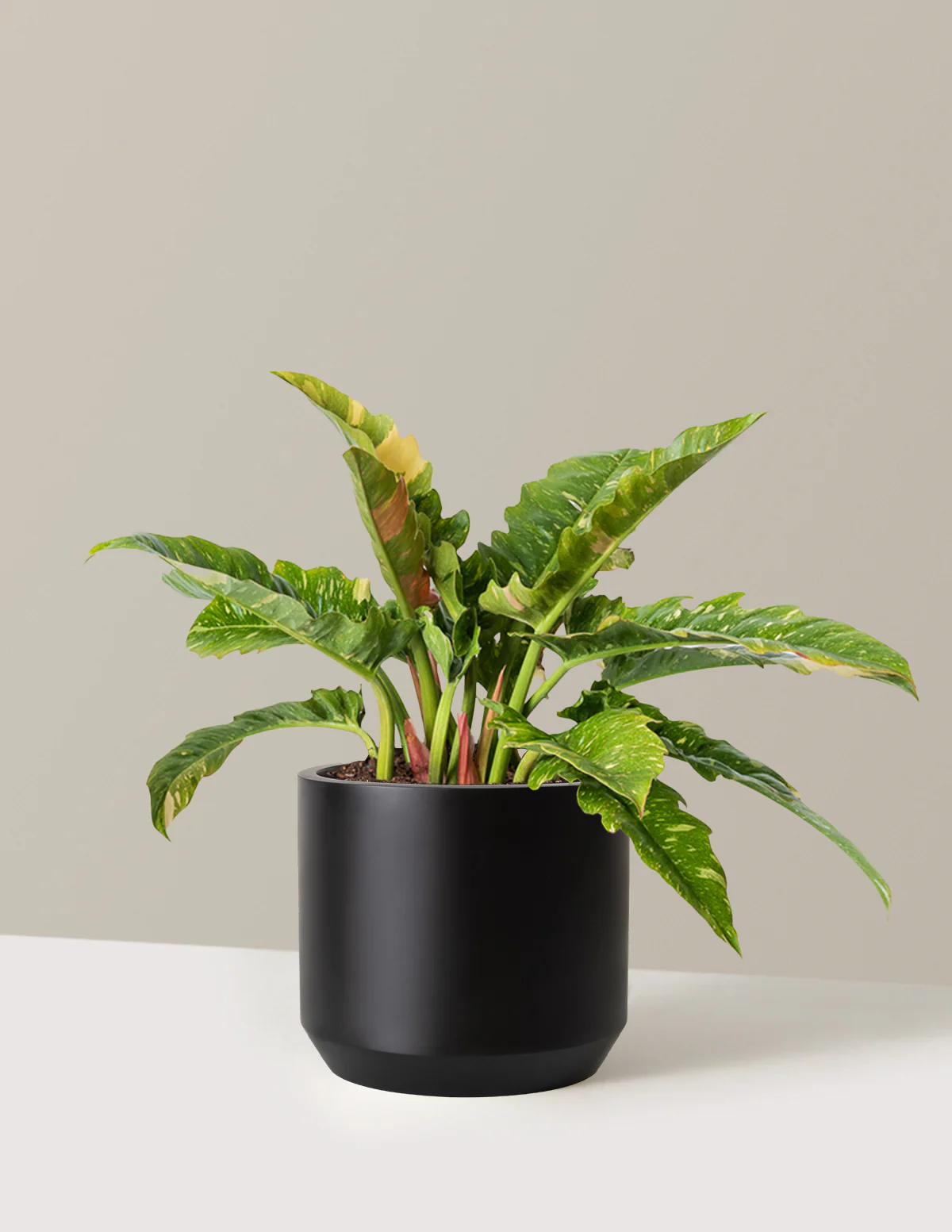 Philodendron Ring of Fire - Image 25
