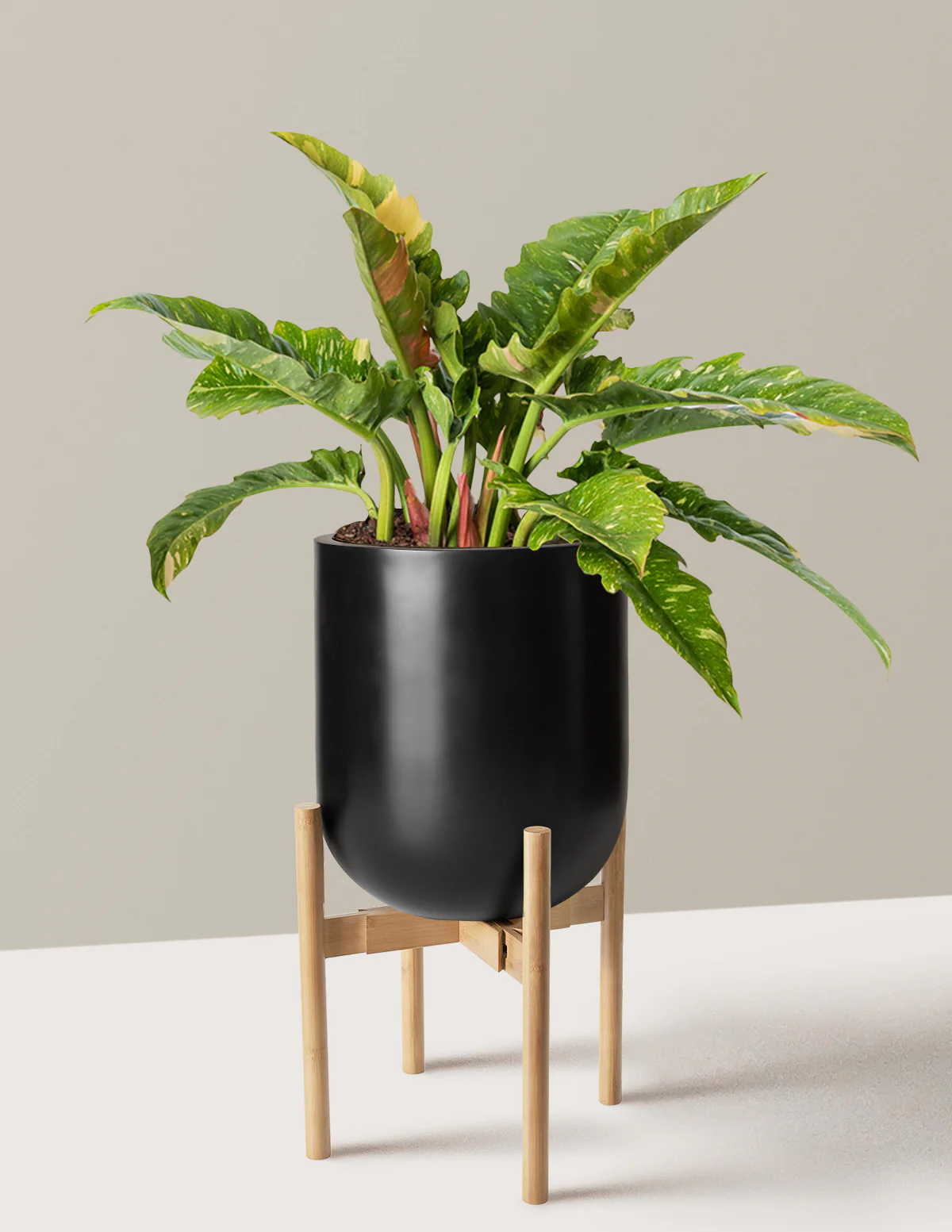 Philodendron Ring of Fire - Image 29
