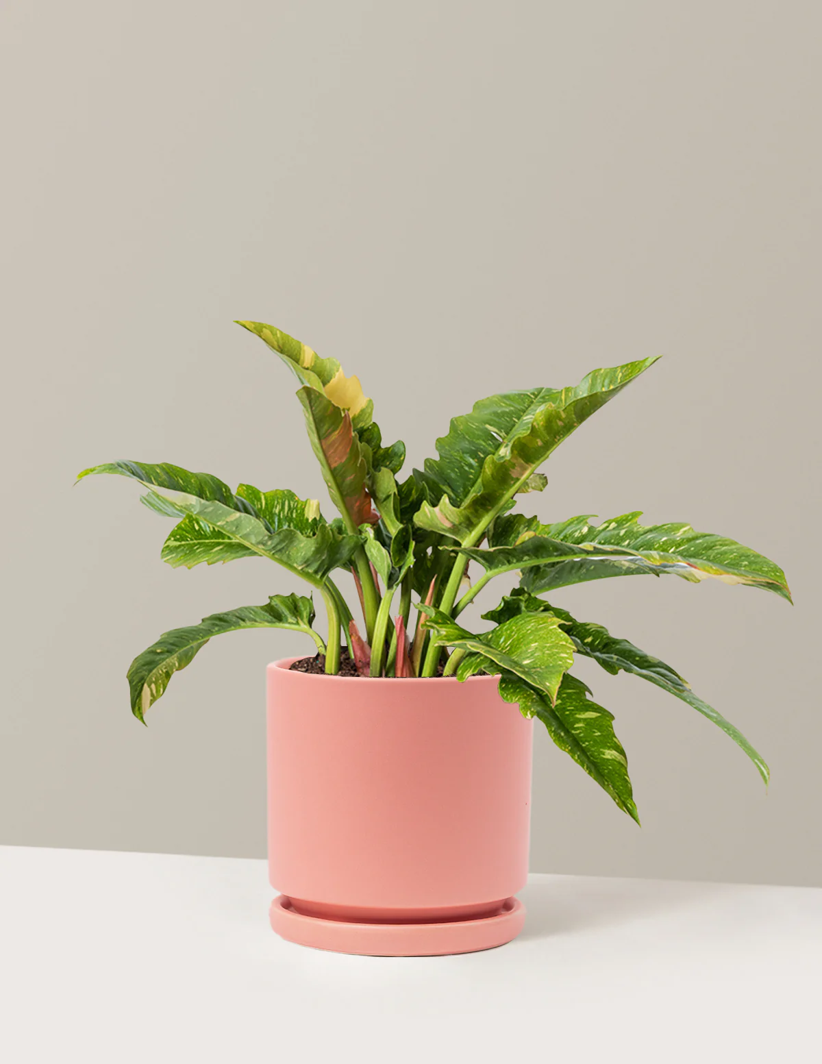 Philodendron Ring of Fire - Image 3