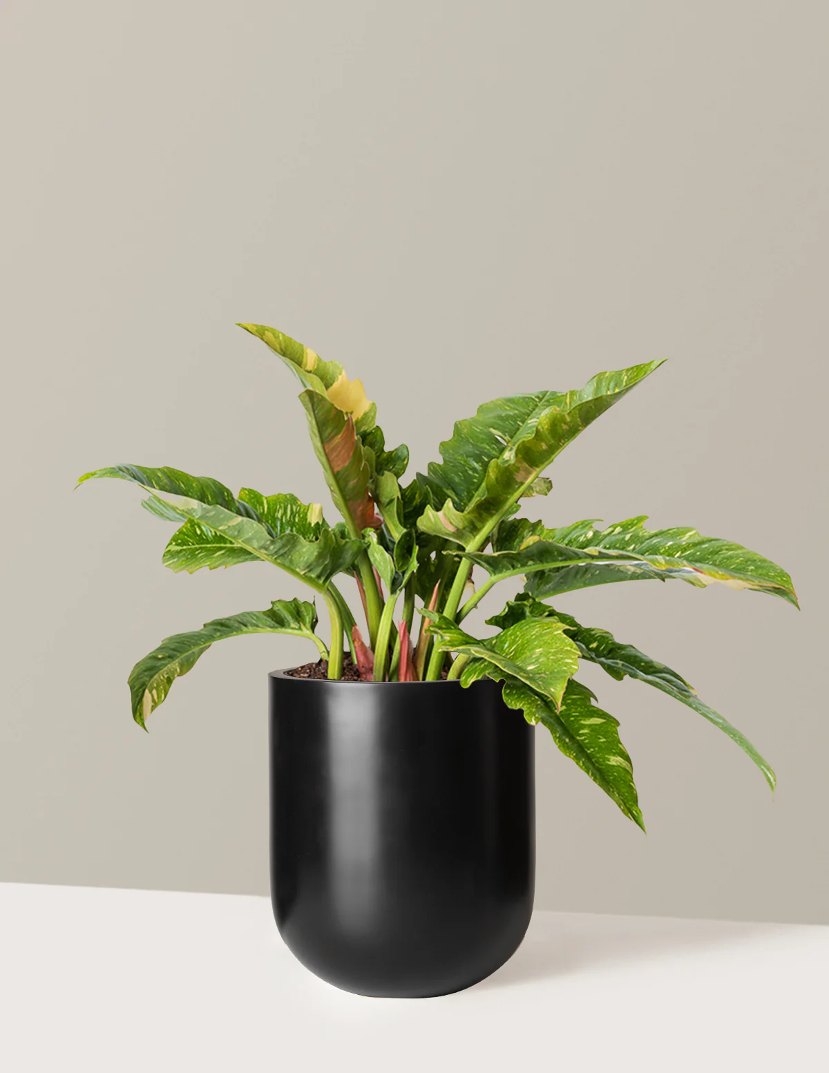 Philodendron Ring of Fire - Image 30