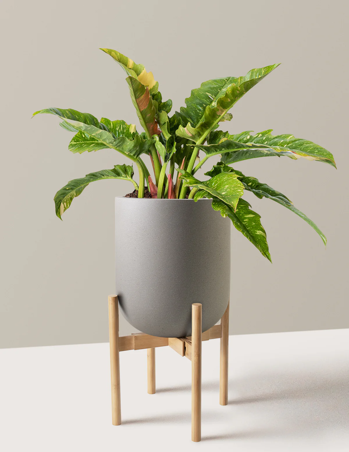 Philodendron Ring of Fire - Image 32