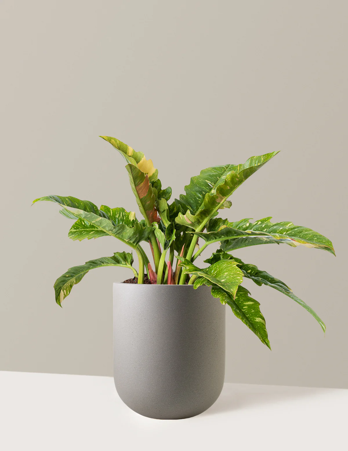 Philodendron Ring of Fire - Image 33