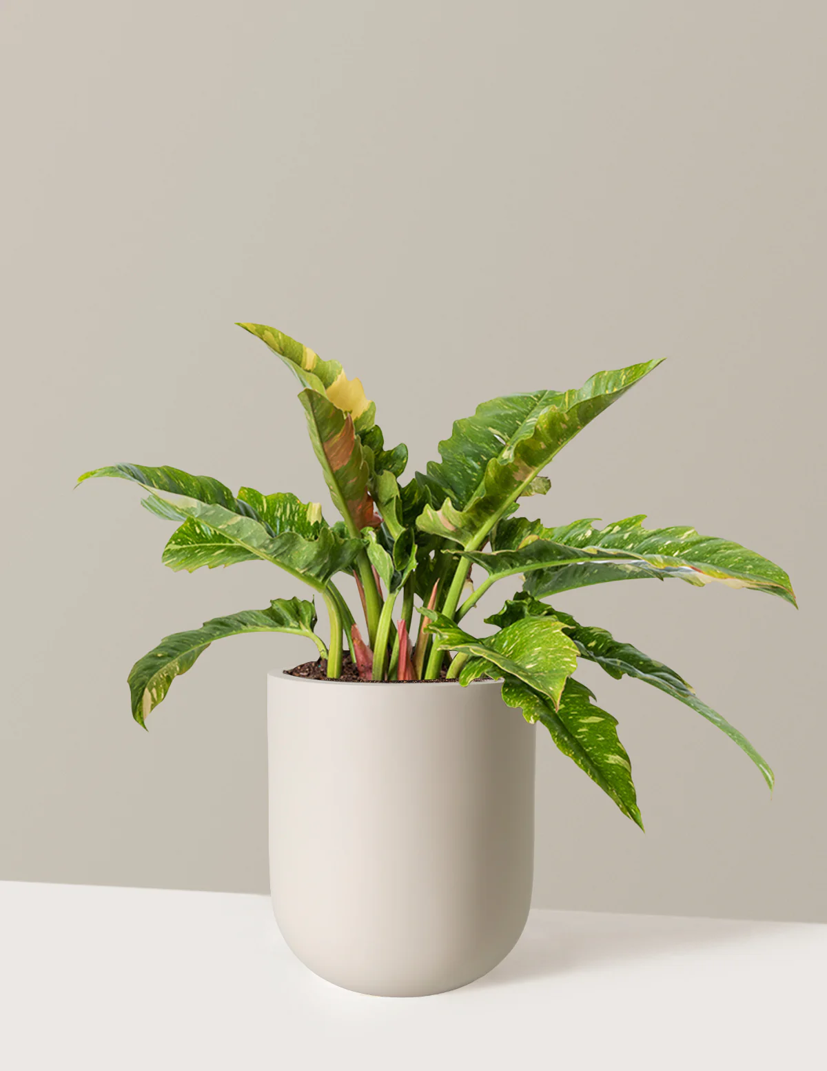 Philodendron Ring of Fire - Image 36