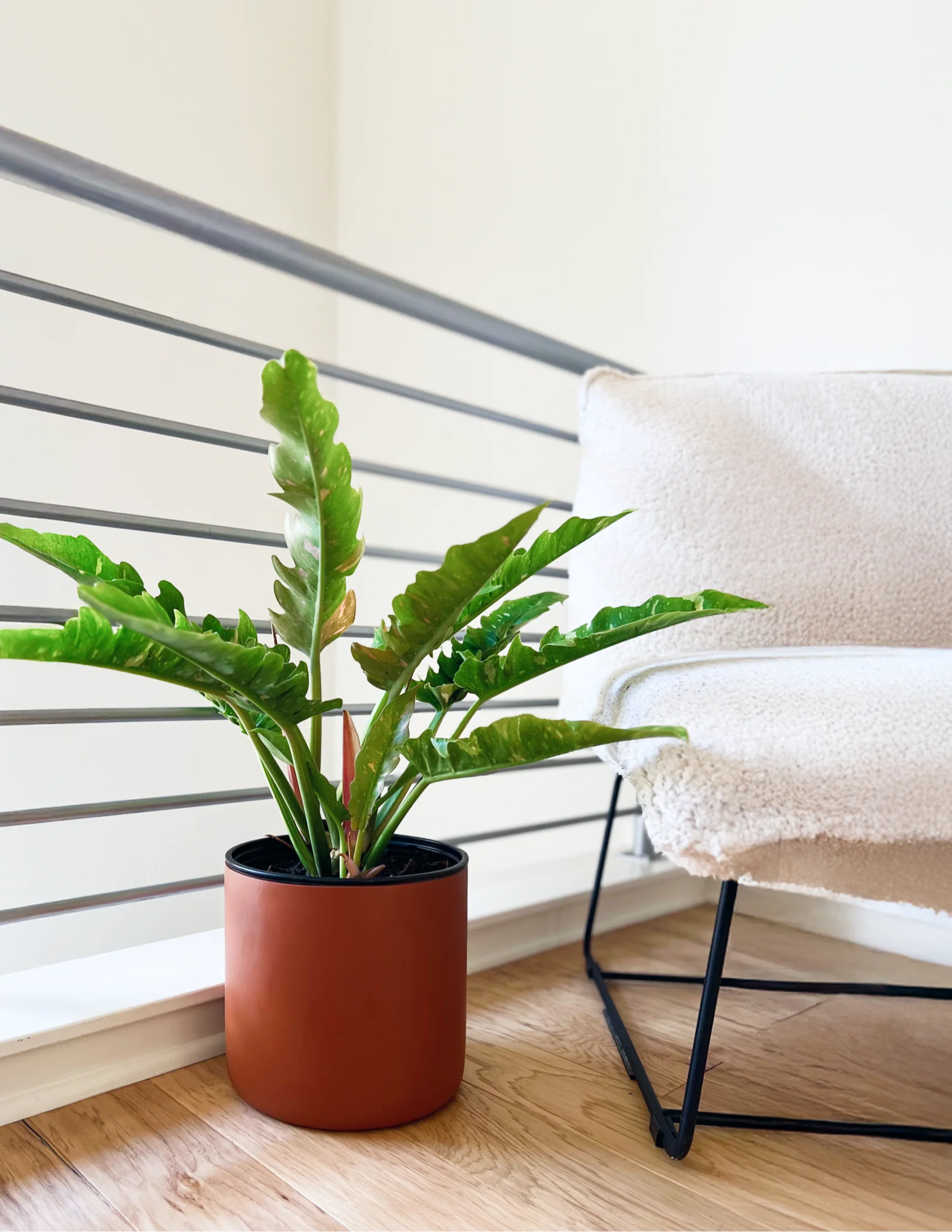 Philodendron Ring of Fire - Image 4