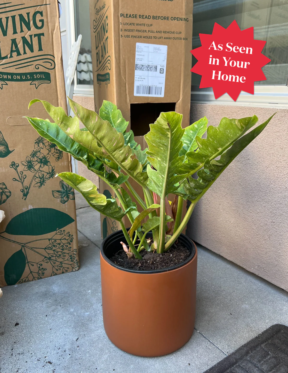 Philodendron Ring of Fire - Image 5