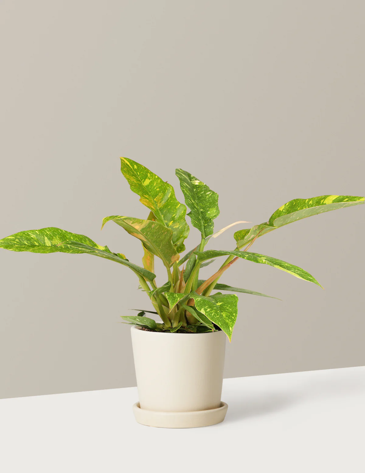 Philodendron Ring of Fire - Image 7
