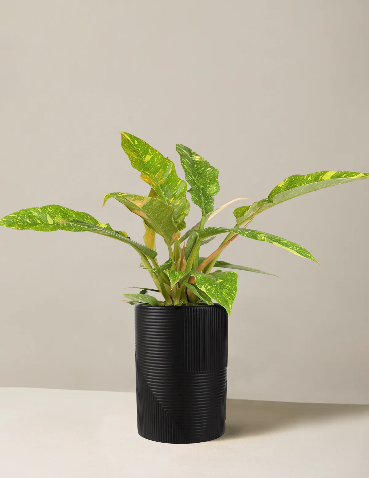 Philodendron Ring of Fire - Image 8