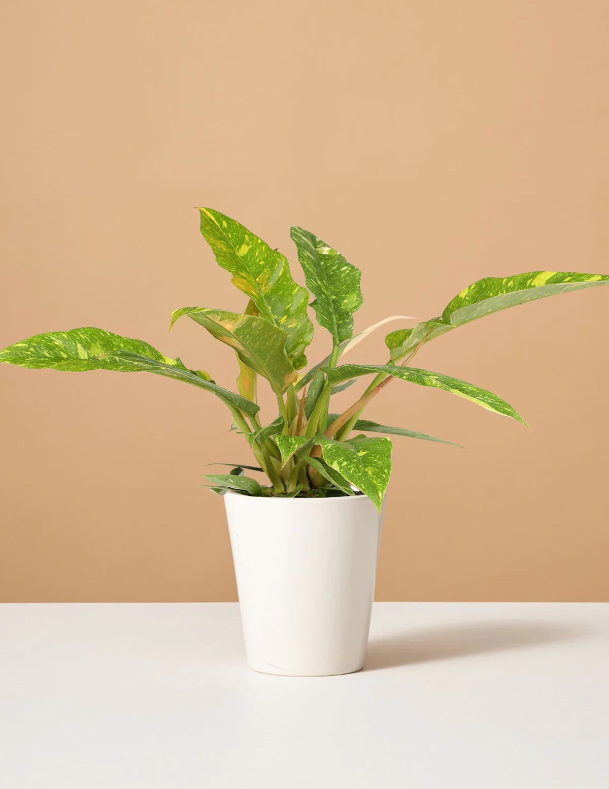 Philodendron Ring of Fire - Image 9