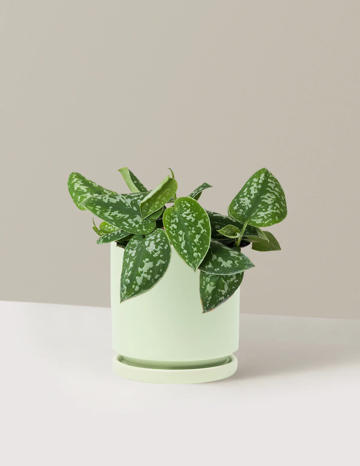 Philodendron Silver