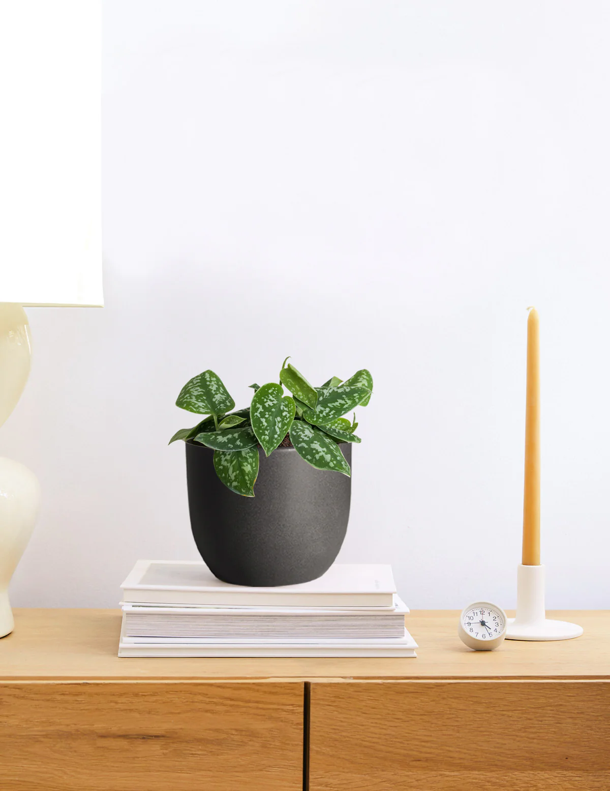 Philodendron Silver - Image 11