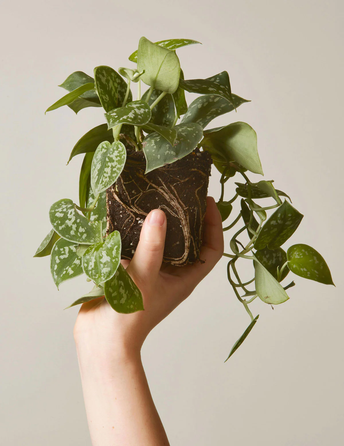 Philodendron Silver - Image 13