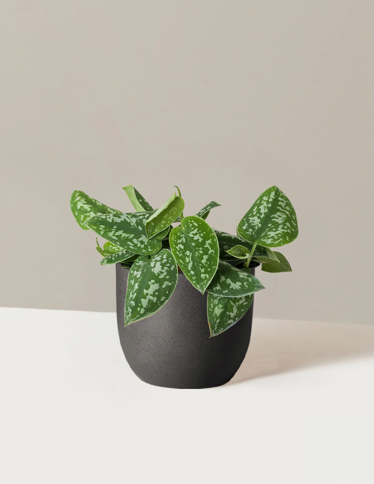 Philodendron Silver - Image 14