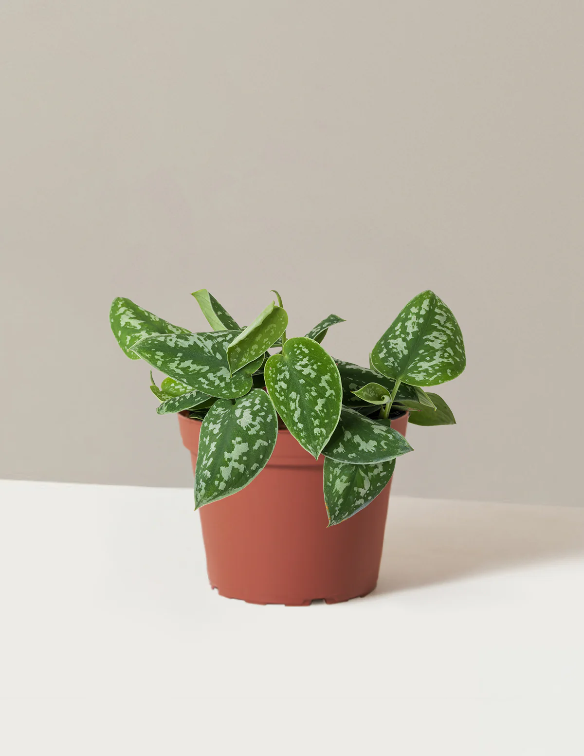 Philodendron Silver - Image 15