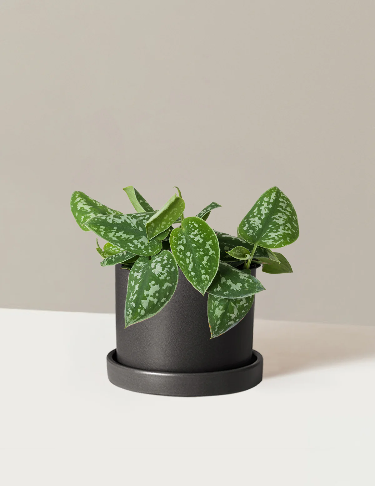 Philodendron Silver - Image 16
