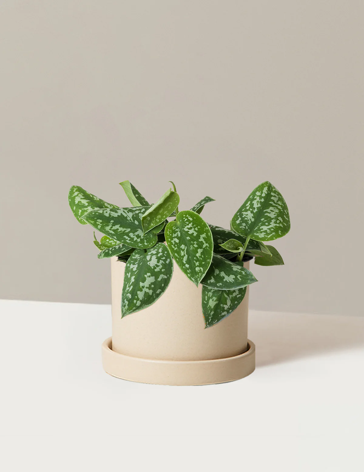Philodendron Silver - Image 17