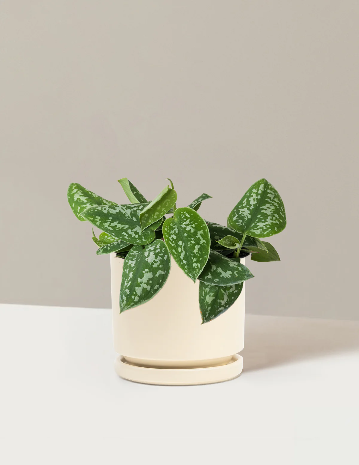 Philodendron Silver - Image 18