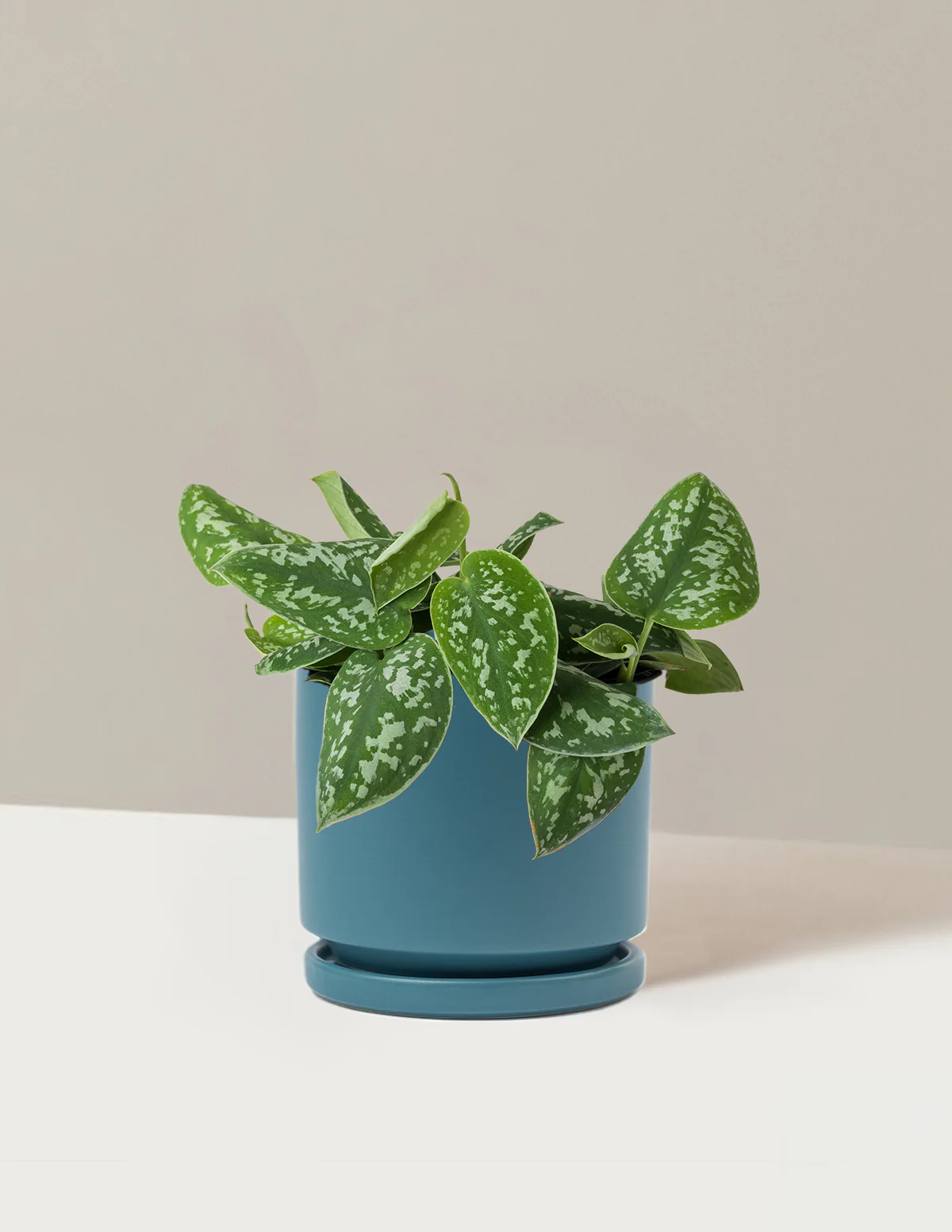 Philodendron Silver - Image 19