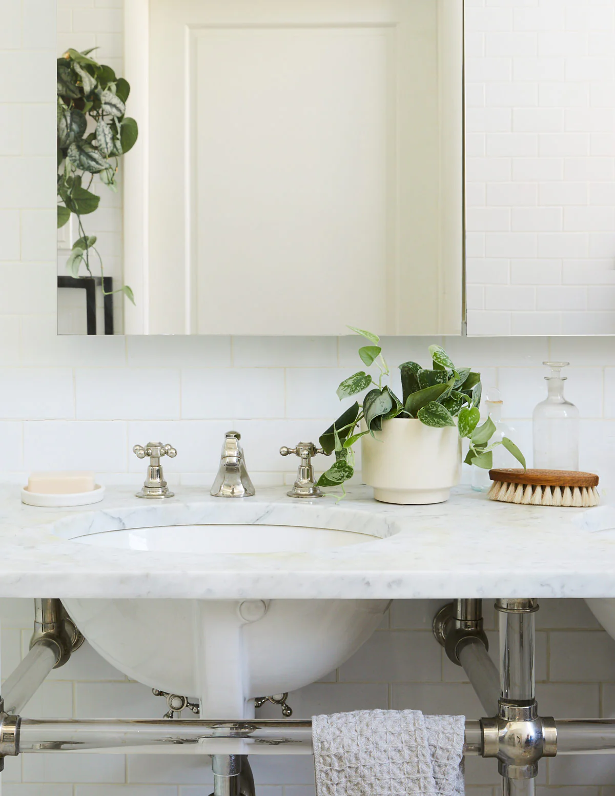 Philodendron Silver - Image 2