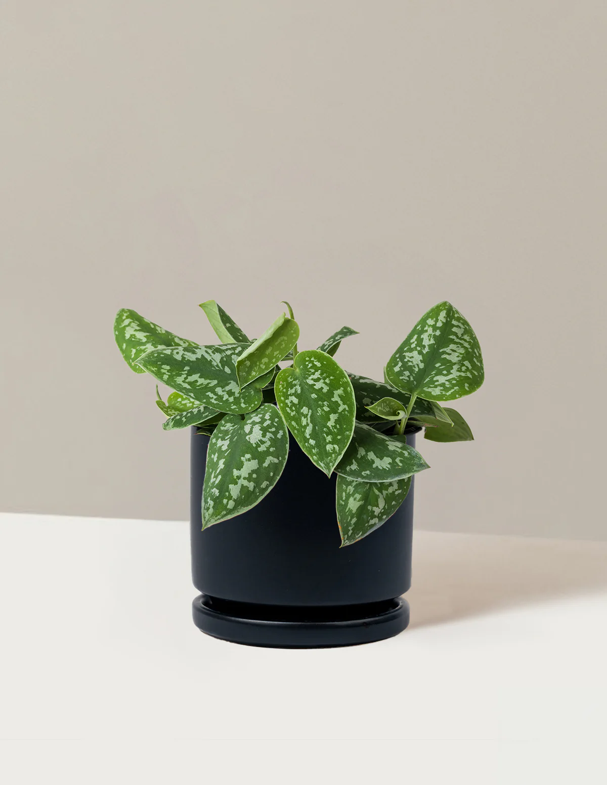 Philodendron Silver - Image 20
