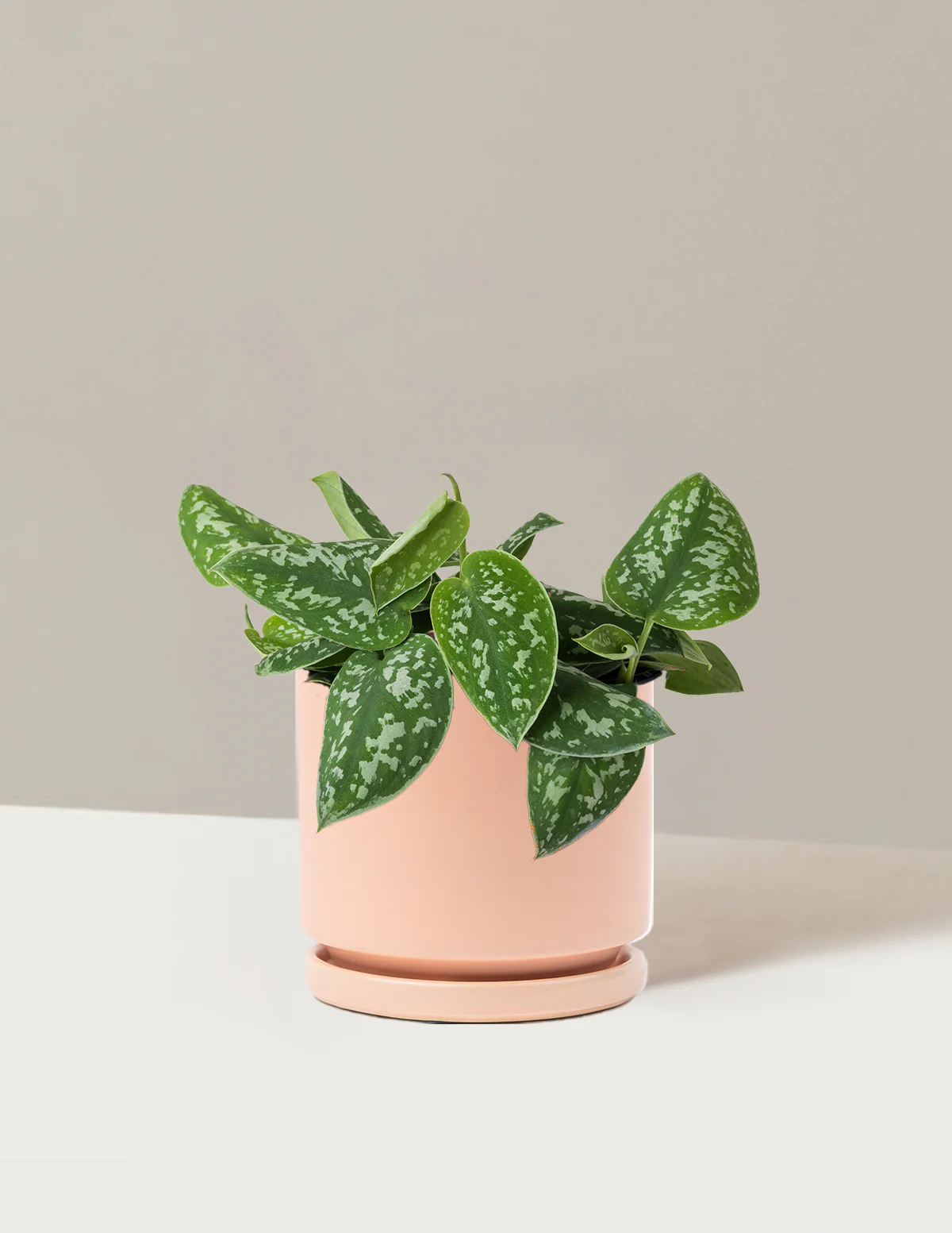 Philodendron Silver - Image 21