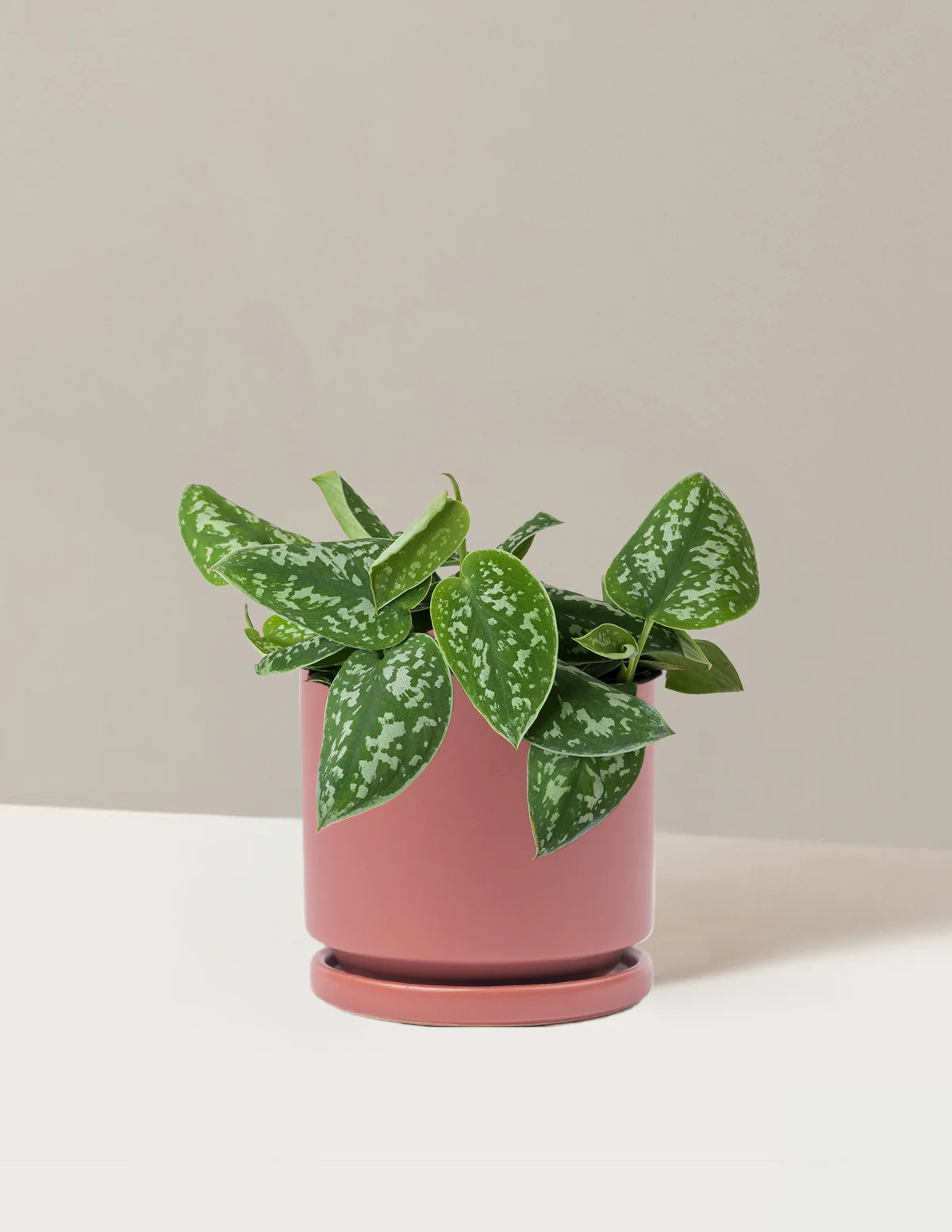 Philodendron Silver - Image 22