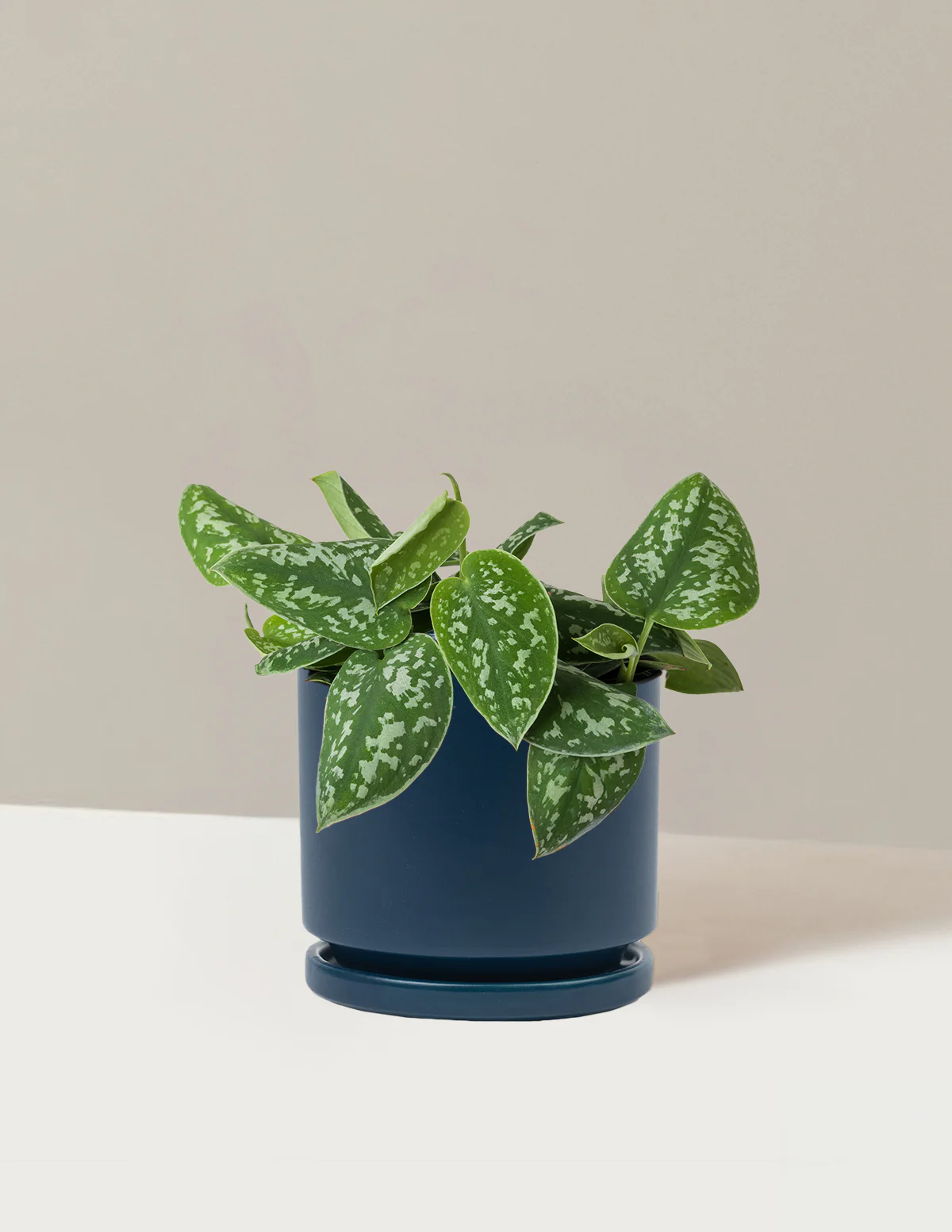 Philodendron Silver - Image 23