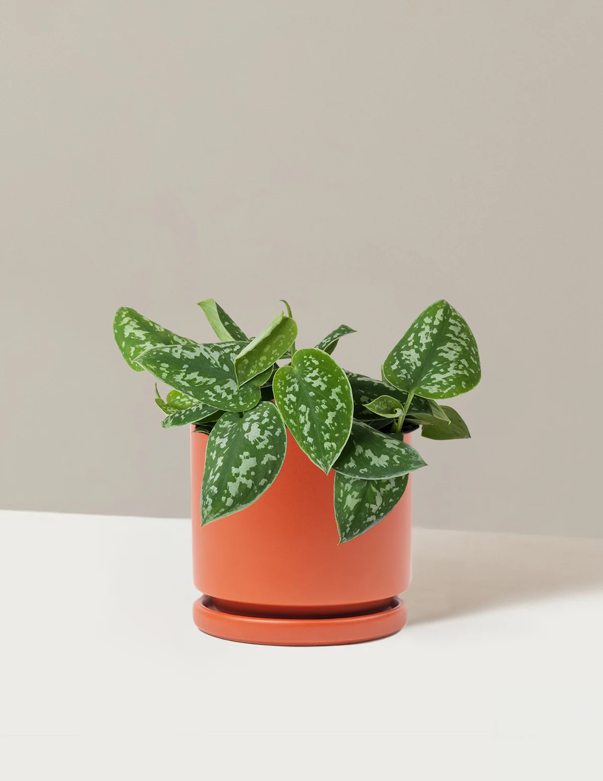 Philodendron Silver - Image 24