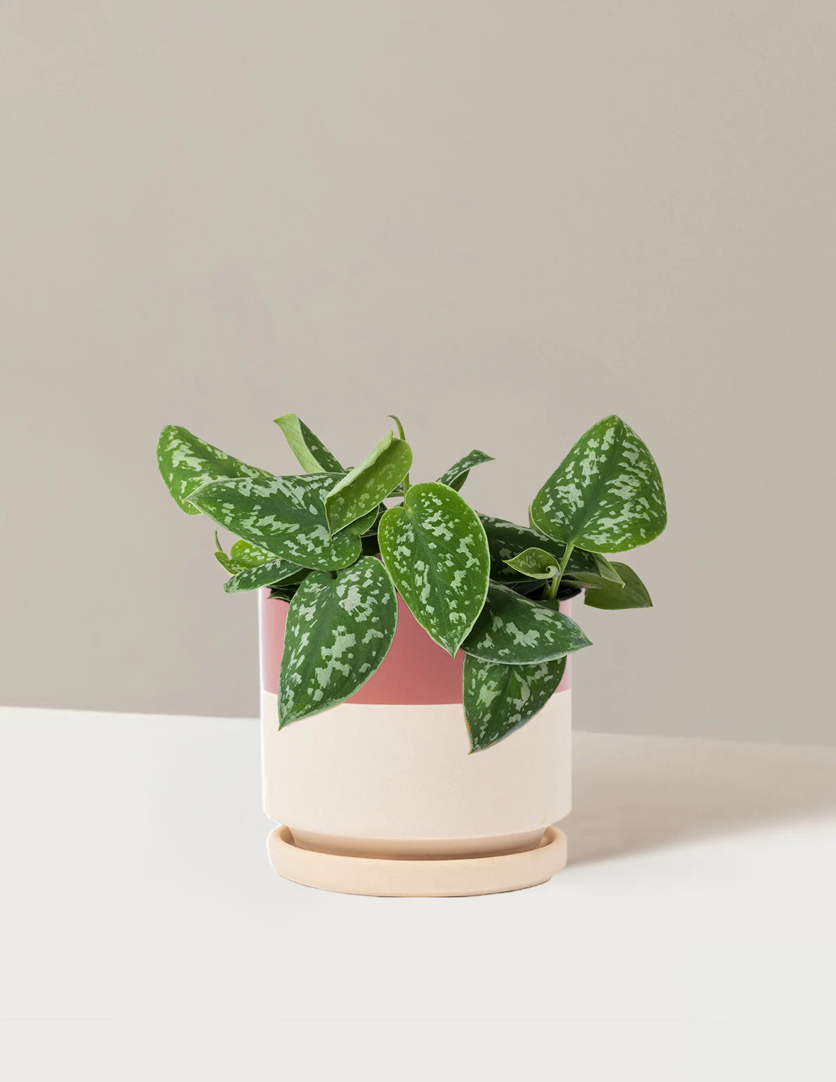 Philodendron Silver - Image 25