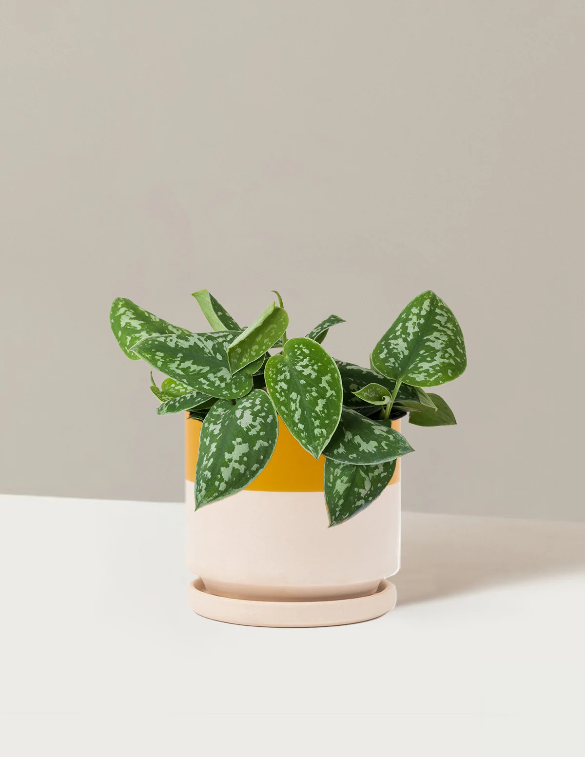 Philodendron Silver - Image 26
