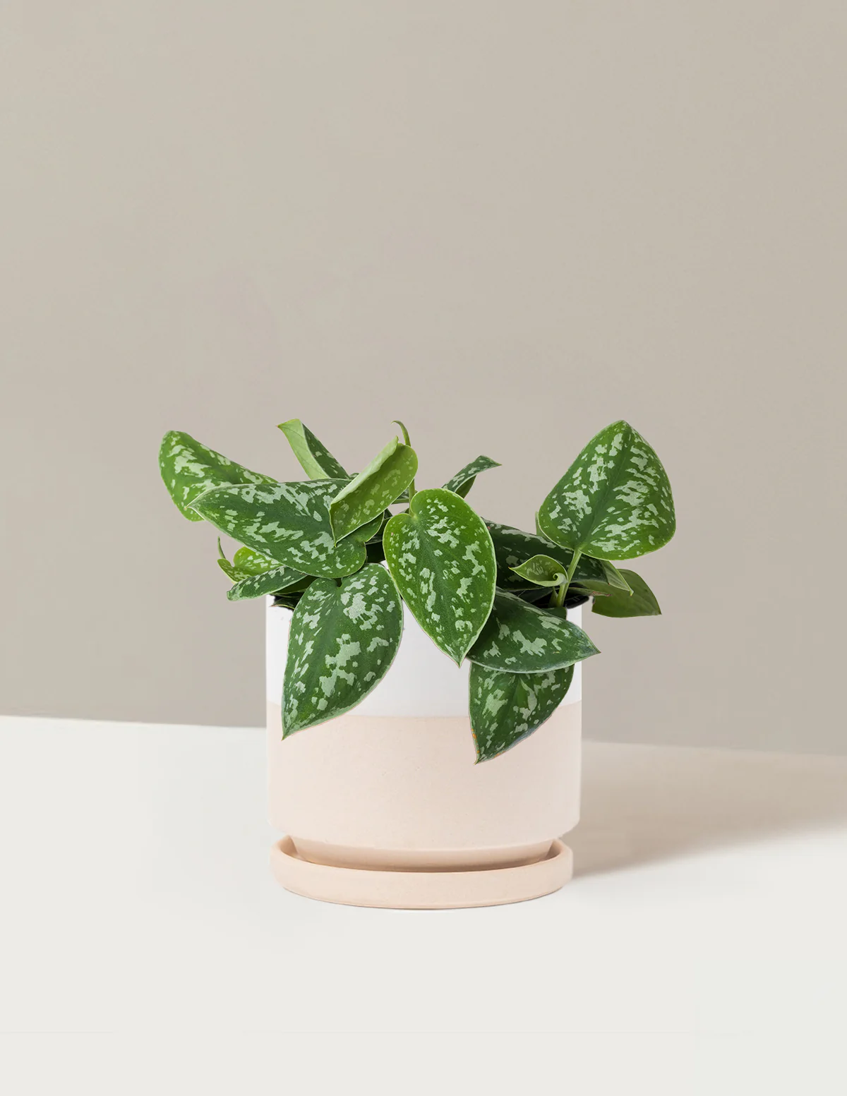 Philodendron Silver - Image 27