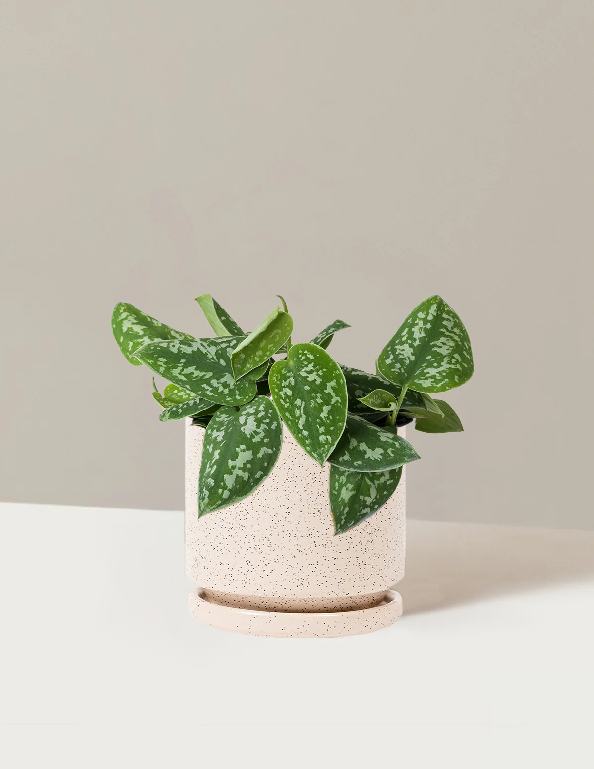 Philodendron Silver - Image 28